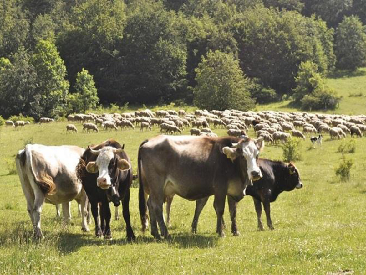 ζωα-μοσχαρια